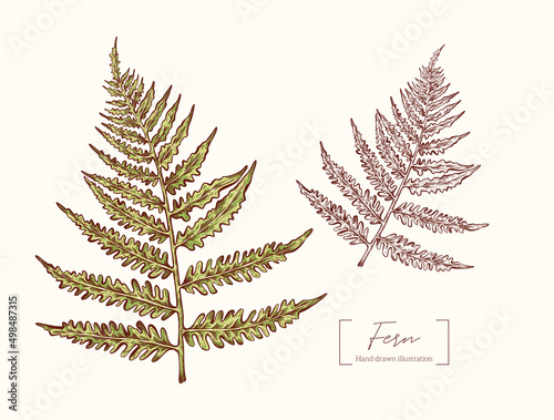 Fern leaf vector graphic illustration isolated on white background. Fern leaf in engraving style. Forest plant. Vintage vector hand drawn for design, packaging