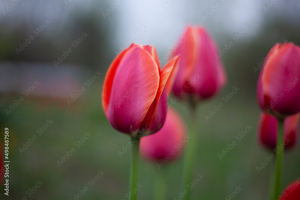 Tulips are pink. Tulips in garden. Flowers taken large.
