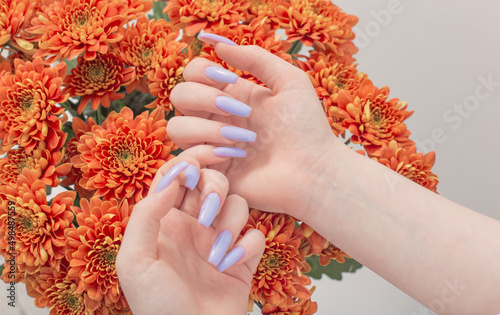 female hands with beautiful manicure and chrysanthemum flowers