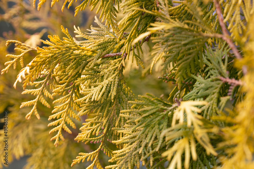 golden thuja grow macro, selective focus of Thuja shrub leaves, natural golden leafy background photo