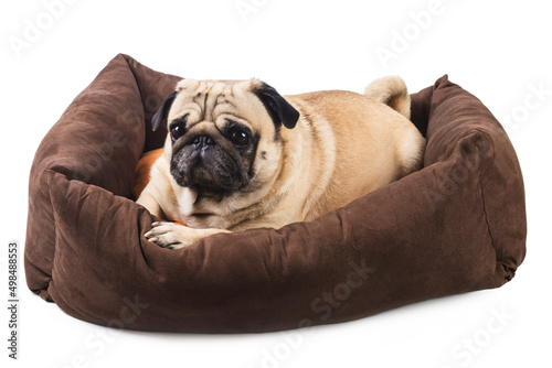 Canvas Print Emotional pug in a bed for dogs isolated on white