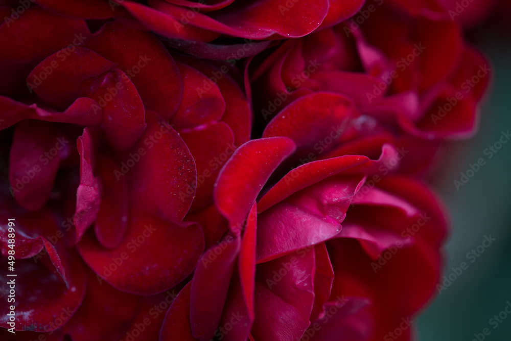 Rose flower macro. red rose flower closeup. High quality natural background. Beautiful background Rose flower macro. red rose flower closeup. High quality natural background. Beautiful background