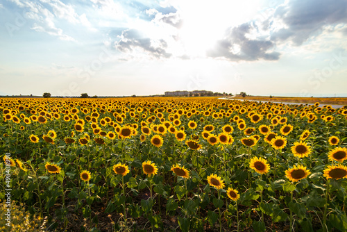 Field of blooming sunflowers on a background sunset. Wonderful panoramic view field of sunflowers by summertime