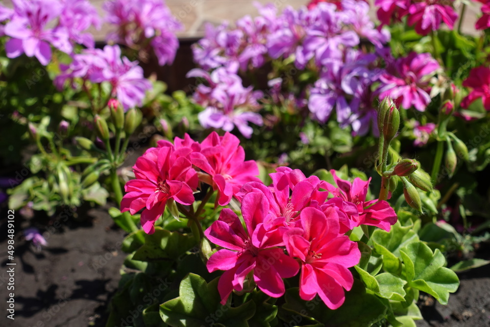 Fuchsia colored and pink flowers of ivy-leaved pelargonium in July Fuchsia colored and pink flowers of ivy-leaved pelargonium in July