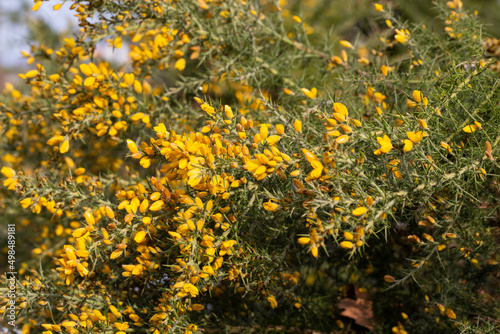 Close up of Ulex Europaeus know as Gorse, bush with small bright yellow flowers