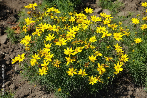 Fading yellow flowers of Coreopsis verticillata in July