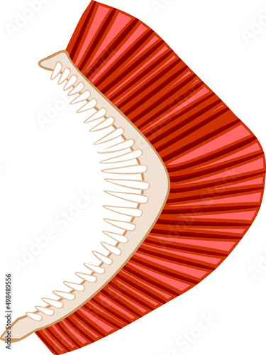 Fish gills isolated on white