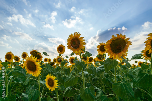 Field of blooming sunflowers on a background sunset. Wonderful panoramic view field of sunflowers by summertime