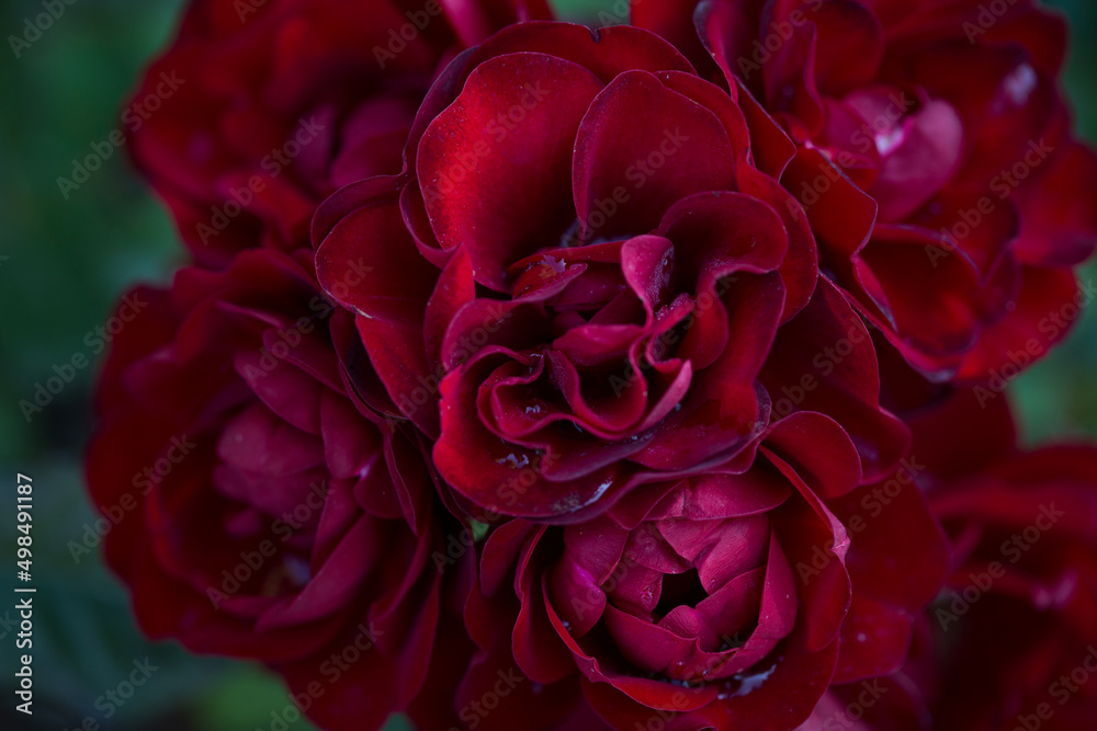Naklejka premium Rose flower macro. red rose flower closeup. High quality natural background. Beautiful background