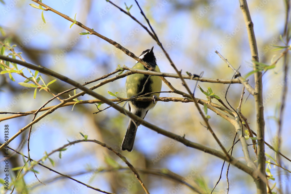 Obraz premium Kohlmeise (Parus major)