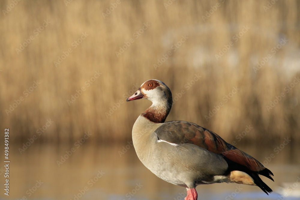 Nilgans (Alopochen aegyptiaca)