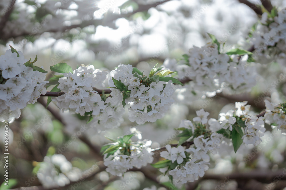 Cherry orchard trees blossom. Blooming garden sunny day. Countryside at spring season. Cherry orchard trees blossom. Blooming garden sunny day. Countryside at spring season.