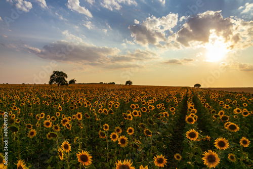 Field of blooming sunflowers on a background sunset  Enez Turkey. Wonderful panoramic view field of sunflowers by summertime