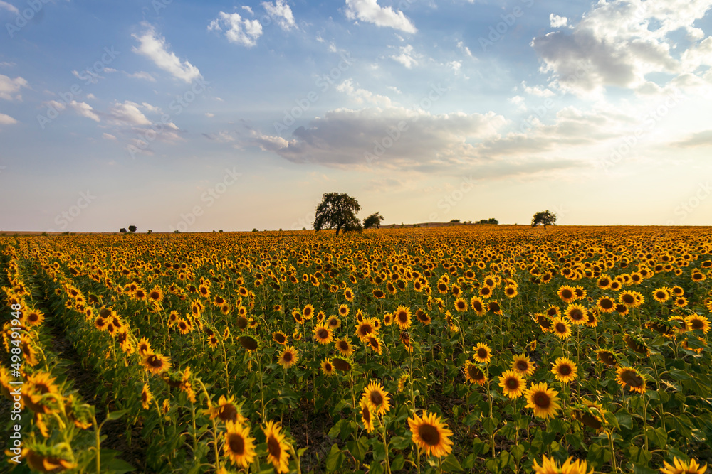 Field of blooming sunflowers on a background sunset, Enez Turkey. Wonderful panoramic view field of sunflowers by summertime