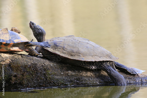 Wasserschildkröte (Testudines)