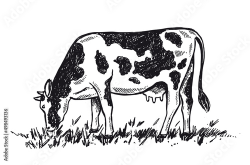 Cows chew grass, hand drawn illustrations.