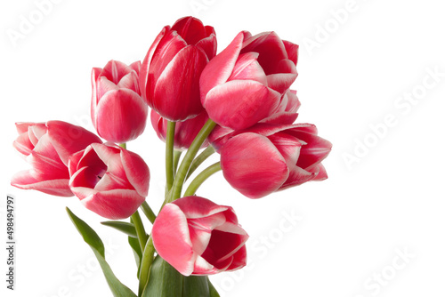 Big bouquet of tulips isolated on white background #498494797