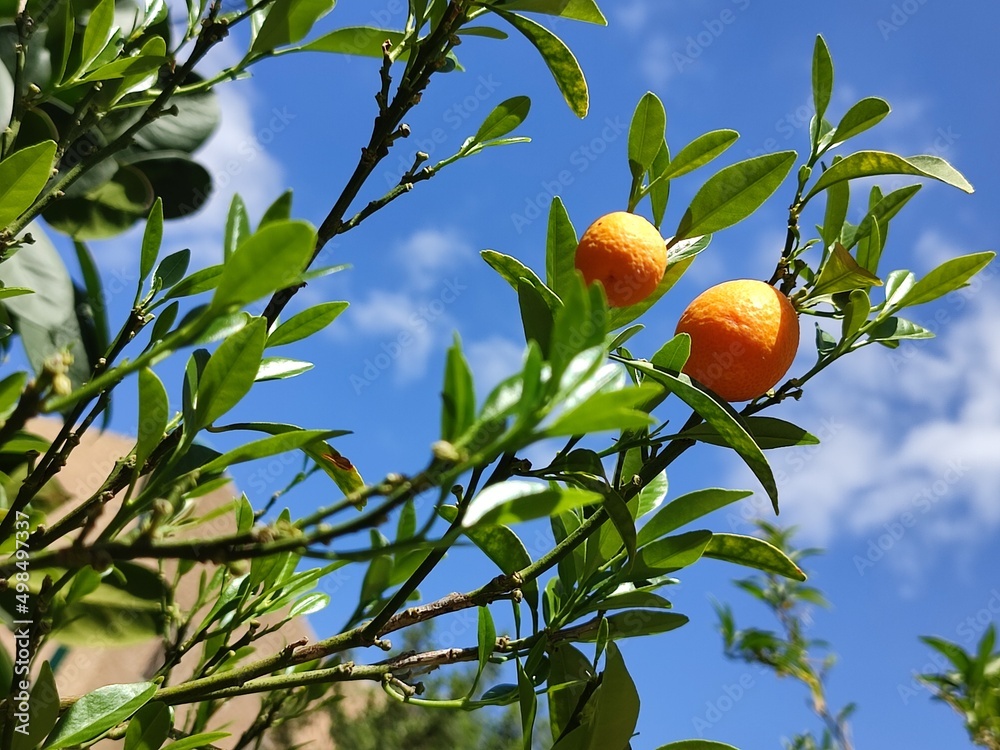 Orange fruit on tree