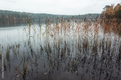 Still lake with coastal reed, natural background