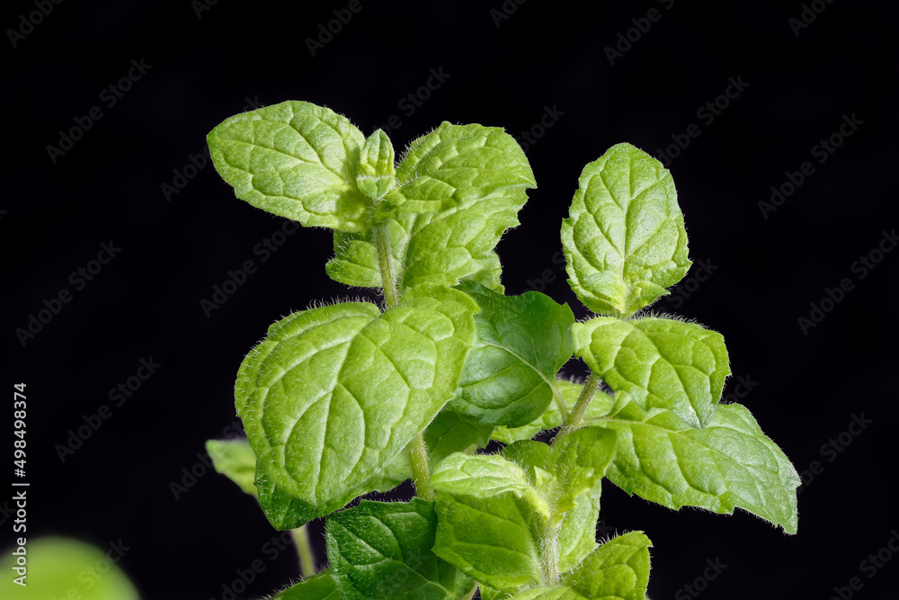 Fresh spearmint leaves isolated on the black background.