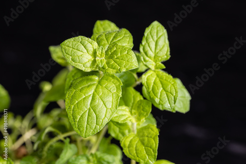 Fresh spearmint leaves isolated on the black background.