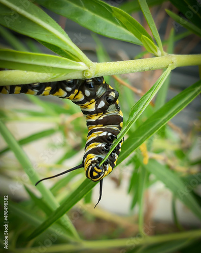 Monarch caterpillar feeding on swan plant © RebNZPics