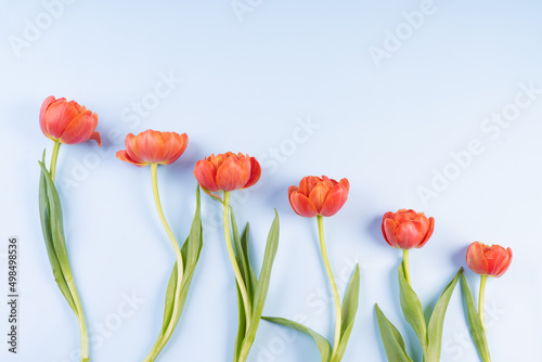 Scarlet tulips in a row on a blue background. Imitation of the sky and flowers in the background. The concept of congratulations and peace. There is space for text