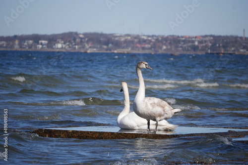 Seabirds on the beach