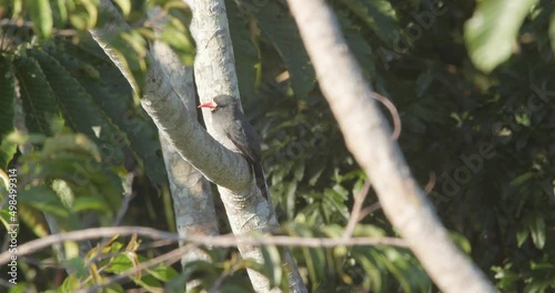 White fronted nunbird sits in the branches looking around the rainforest of Peru photo