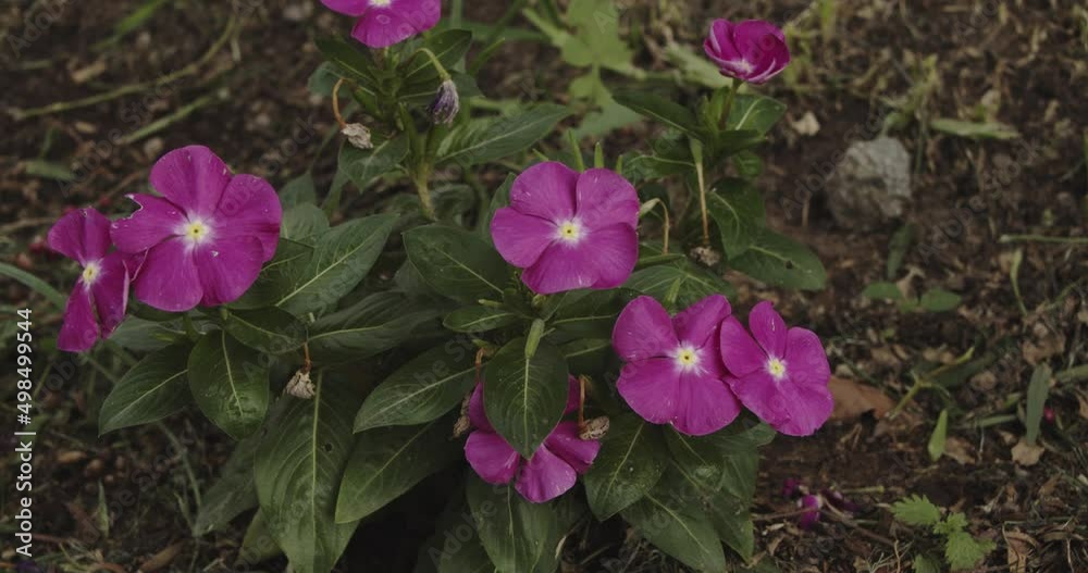 Violet floers on the ground 4k Violet floers on the ground 4k