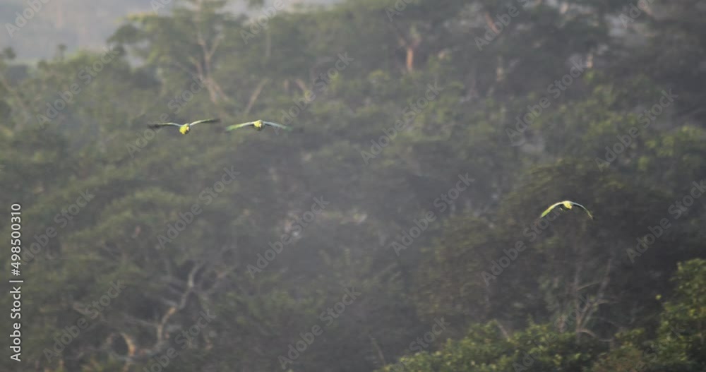 Three Mealy Parrots fly towards camera, Tambopata National Reserve, Peru. Three Mealy Parrots fly towards camera, Tambopata National Reserve, Peru.