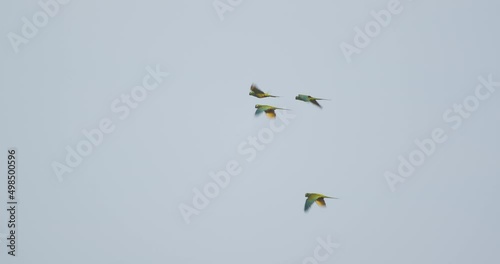 Flock of Red Billed Macaws flies in the sky and over the Peruvian rain forest photo