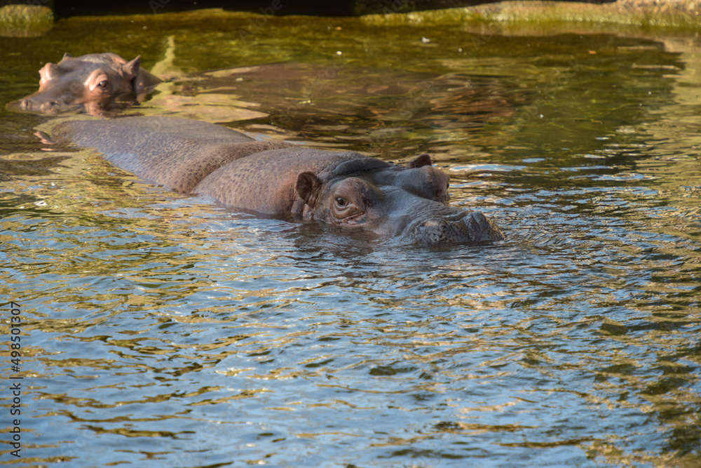 beautiful hippopotamus portrait in the water beautiful hippopotamus portrait in the water