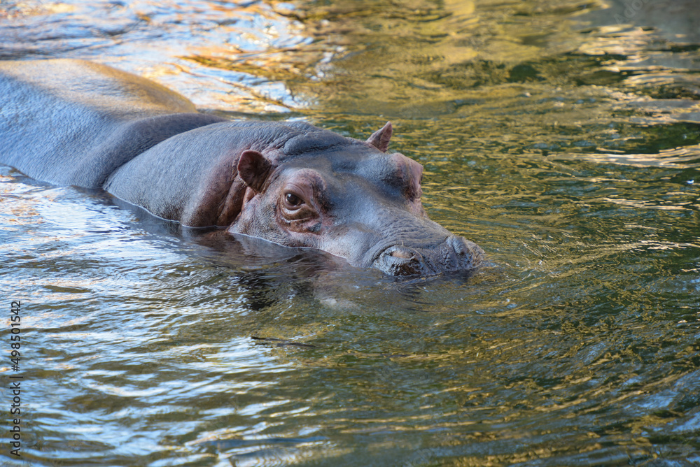 beautiful hippopotamus portrait in the water