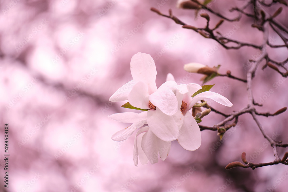 満開に花を咲かせた公園の桜の木