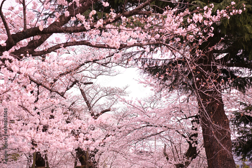 満開に花を咲かせた公園の桜の木 満開に花を咲かせた公園の桜の木