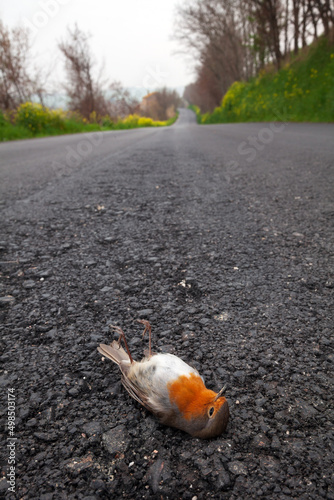 Bird killed by traffic