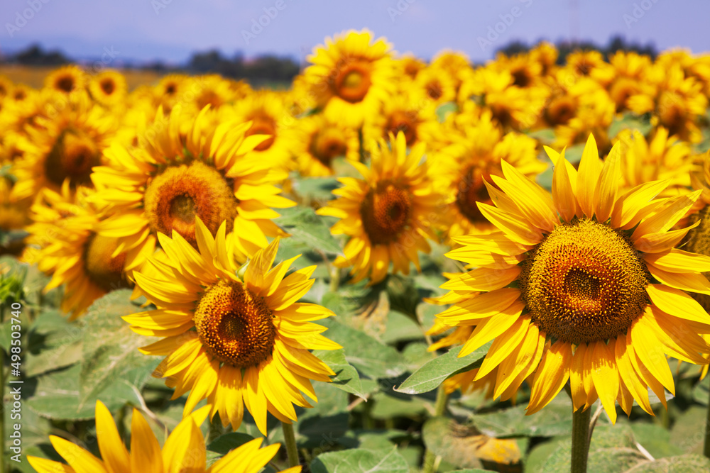 Sunflowers Agriculture