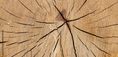 cross section of tree - wooden background