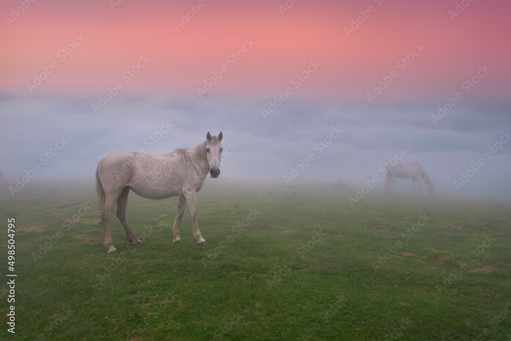 Obraz premium horses at beautiful morning sunrise with fog