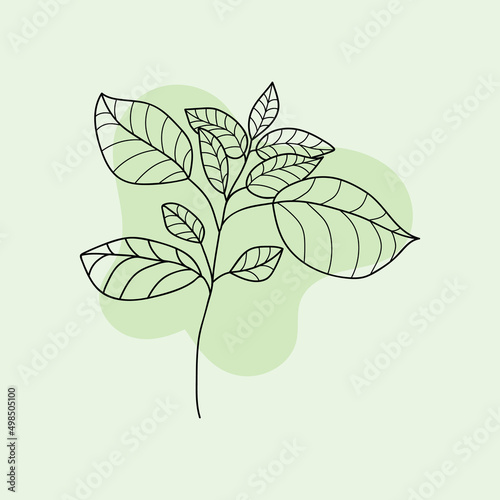 basil