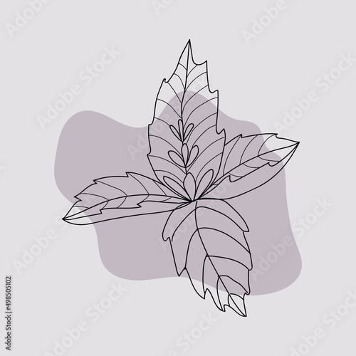 basil
