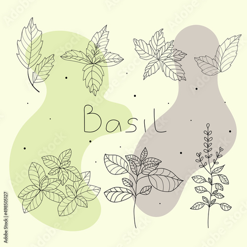  set of basil