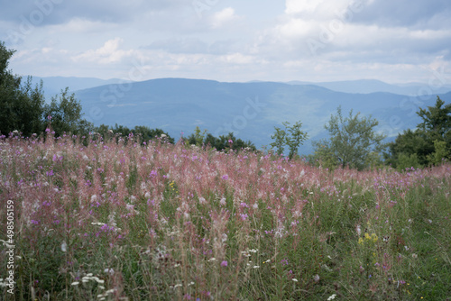 blooming Sally field in Carpathian mountains. Chamaenerion angustifolium is a perennial herbaceous flowering plant in the willowherb family Onagraceae. The leaves can also be used for tea  photo