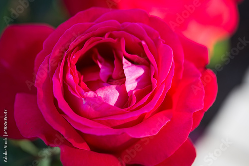 Rose flower macro. red rose flower closeup. High quality natural background. Beautiful background