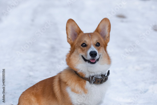 cute red welsh corgi pembroke puppy dog walking along a snow-covered path . Looking into the camera.