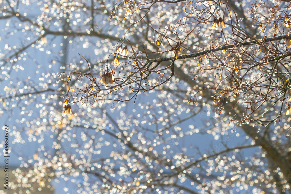 Tree after the rain. Background with glowing bokeh. Tree after the rain. Background with glowing bokeh.