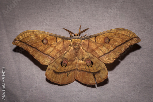 Japanese silk moth or Japanese oak silkmoth - Antheraea Yamamai photo