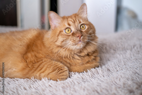 Red British cat with yellow eyes on the bed in the room at home. Beautiful home pet on a beige background.