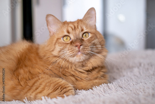 Red British cat with yellow eyes on the bed in the room at home. Beautiful home pet on a beige background.